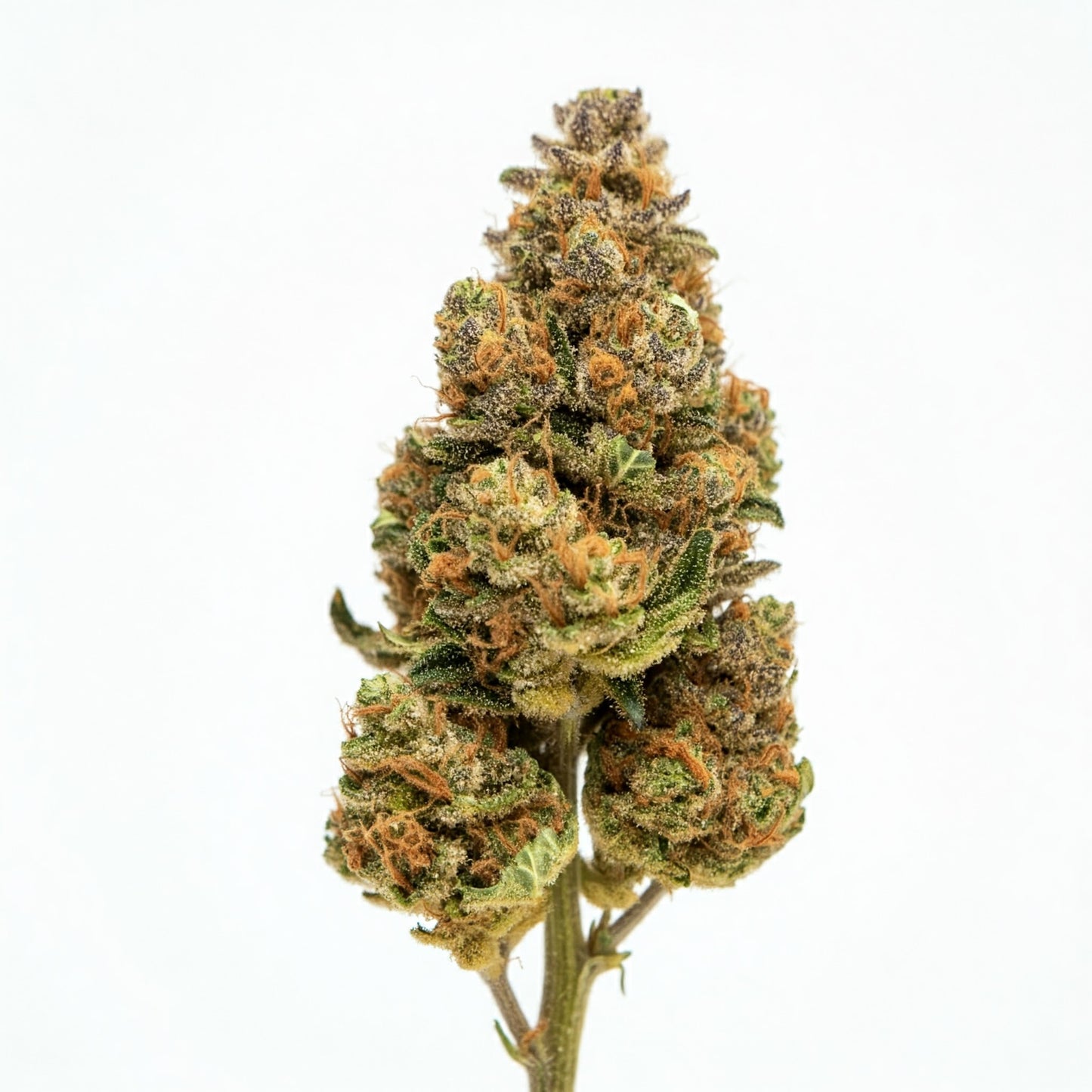 Gumbama Strain